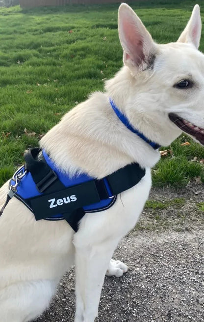 Personalized Dog Harness