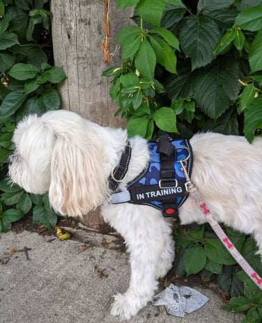 Personalized Dog Harness